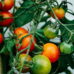 Garden Cart - tomatoes hanging on tomato plant