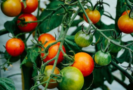 Garden Cart - tomatoes hanging on tomato plant