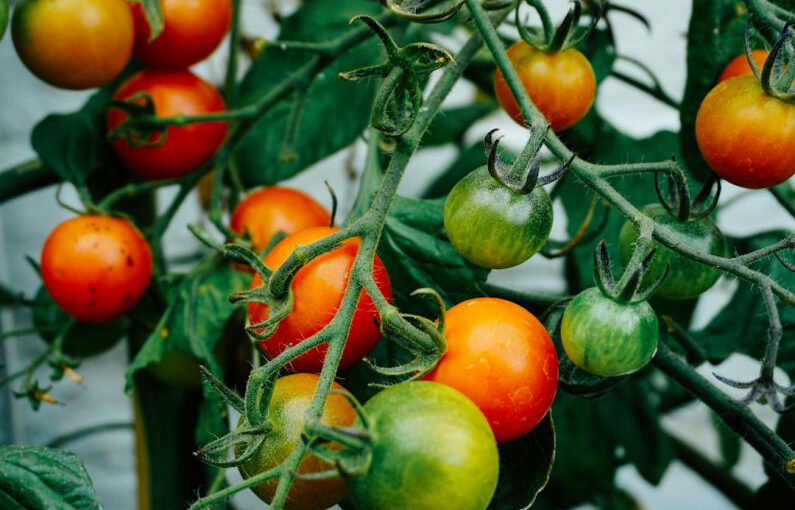 Garden Cart - tomatoes hanging on tomato plant