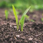 Soil - green plant sprouting at daytime