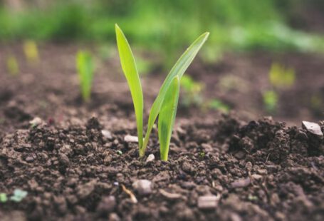 Soil - green plant sprouting at daytime