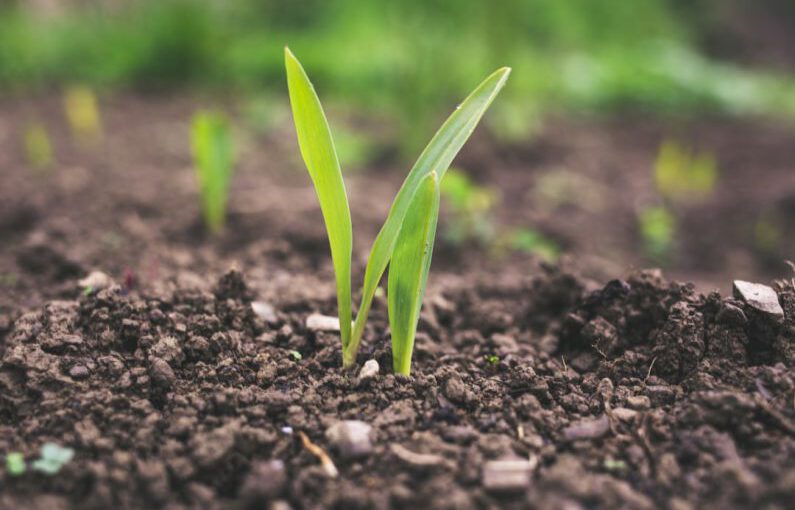 Soil - green plant sprouting at daytime