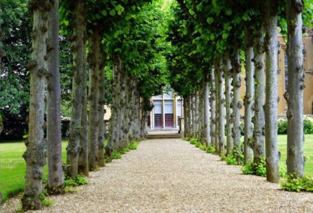 Garden - Pathway Between Trees Towards House