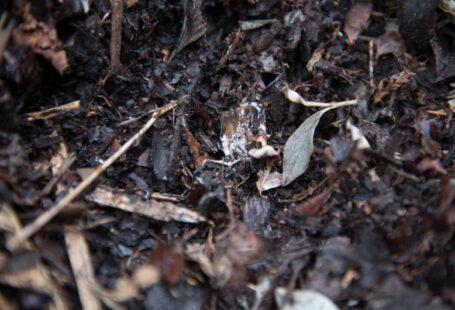 Composting - brown dried leaves on ground