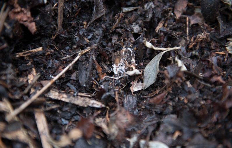 Composting - brown dried leaves on ground