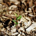 Mulching - a small plant sprouts from the ground