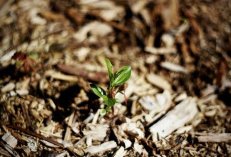 Mulching - a small plant sprouts from the ground