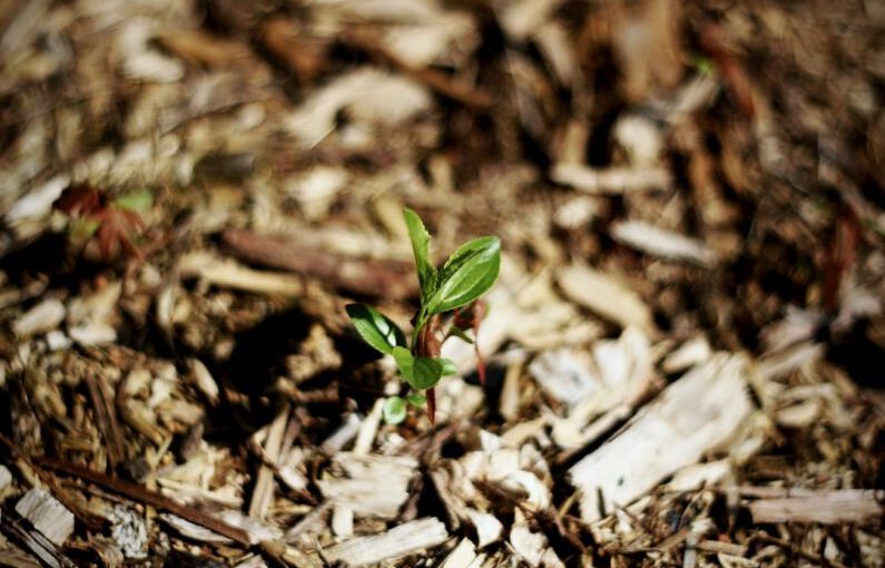 Mulching - a small plant sprouts from the ground