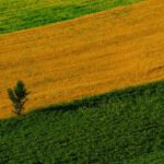 Crop Rotation - Lonely Small Tree Between Strips of Fields