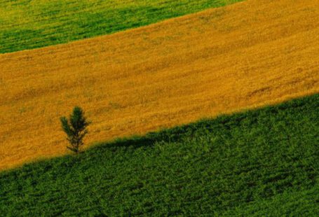Crop Rotation - Lonely Small Tree Between Strips of Fields