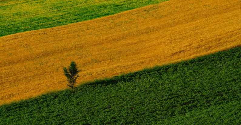 Crop Rotation - Lonely Small Tree Between Strips of Fields