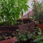 Biochar - a group of plants in pots