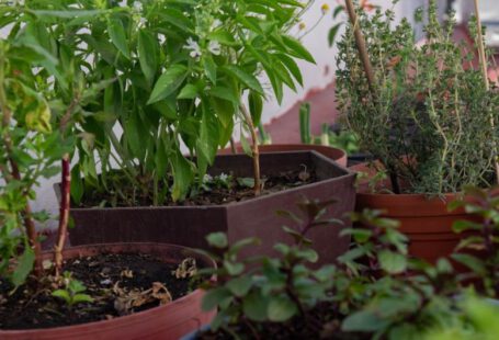 Biochar - a group of plants in pots