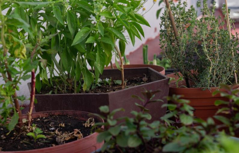 Biochar - a group of plants in pots