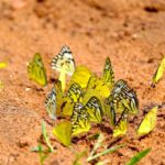 Soil Testing - Butterflies on Ground