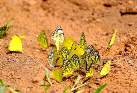 Soil Testing - Butterflies on Ground