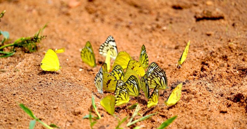 Soil Testing - Butterflies on Ground
