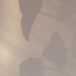 Organic Matter - Abstract background of home plant leaves shadow on white wall in daytime