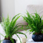 Drought-Resistant Plants - A living room with a coffee table and plants