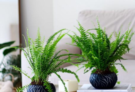 Drought-Resistant Plants - A living room with a coffee table and plants