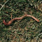 Soil Moisture Control - Red earthworm crawling on grassy soil