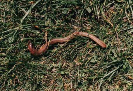 Soil Moisture Control - Red earthworm crawling on grassy soil