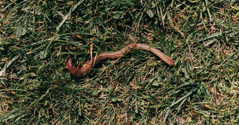 Soil Moisture Control - Red earthworm crawling on grassy soil