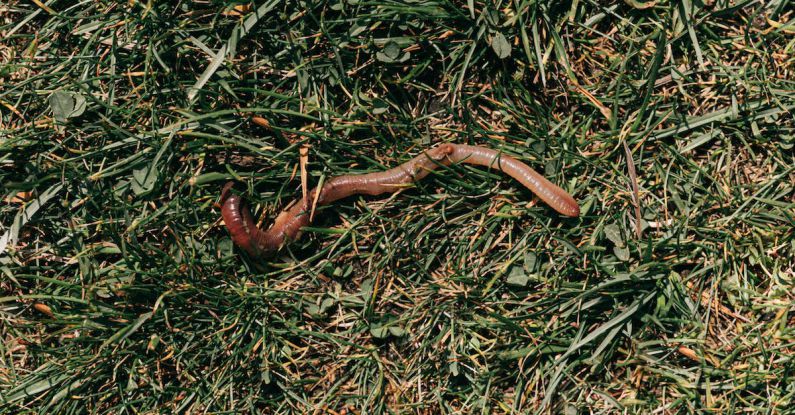 Soil Moisture Control - Red earthworm crawling on grassy soil