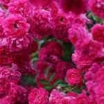 Garden Schedule - A bush of pink roses with green leaves