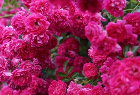 Garden Schedule - A bush of pink roses with green leaves