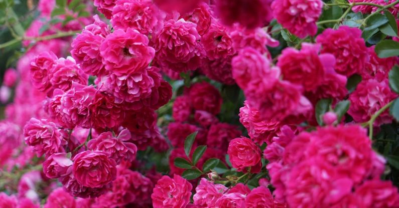 Garden Schedule - A bush of pink roses with green leaves