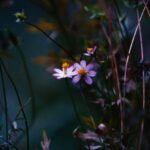 Perennial Flowers - Shallow Focus Photography of White Petal Flower