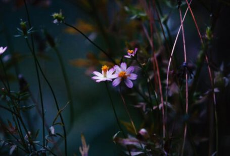 Perennial Flowers - Shallow Focus Photography of White Petal Flower