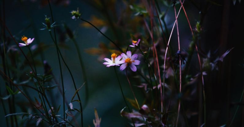 Perennial Flowers - Shallow Focus Photography of White Petal Flower