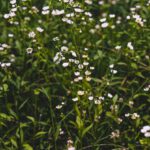 Annuals - Flower field
