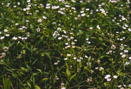 Annuals - Flower field