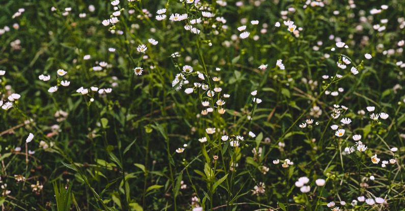 Annuals - Flower field