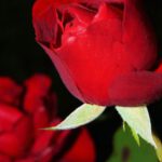 Roses - Red Rose