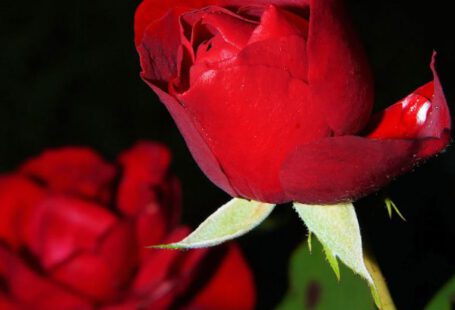 Roses - Red Rose