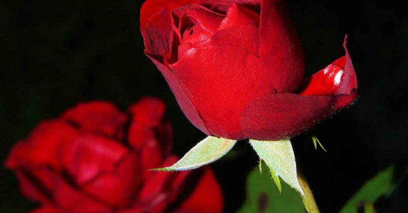Roses - Red Rose