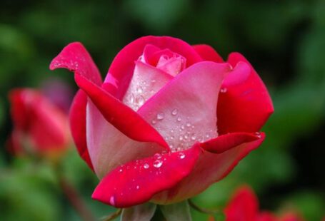 Flowers - Close Photography of Red and Pink Rose