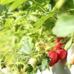 Edible Plants - Strawberries in Macro Shot