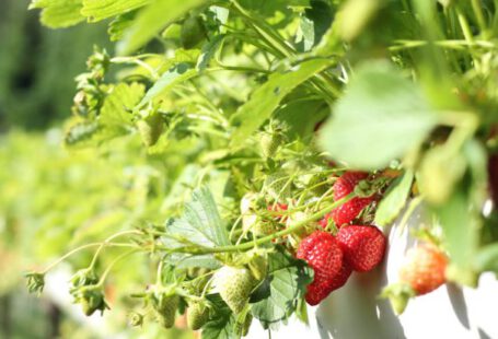 Edible Plants - Strawberries in Macro Shot