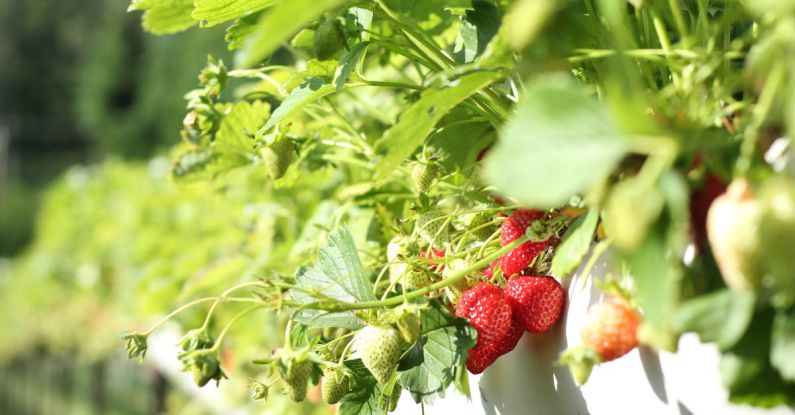 Edible Plants - Strawberries in Macro Shot