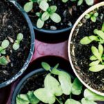 Herb Garden - Green Plant on Brown Plastic Pot