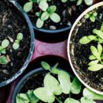 Herb Garden - Green Plant on Brown Plastic Pot