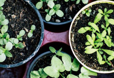 Herb Garden - Green Plant on Brown Plastic Pot