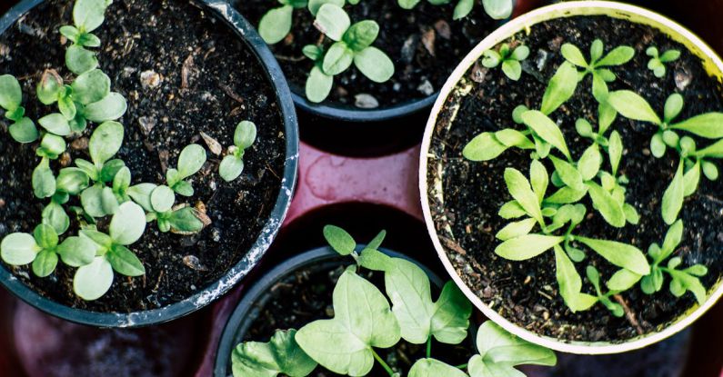 Herb Garden - Green Plant on Brown Plastic Pot