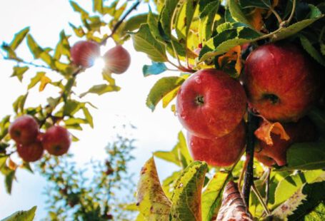 Fruit Trees - Red Apples on Tree