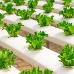 Indoor Salad Garden - View of Vegetables